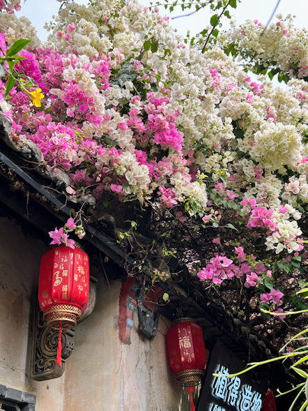 深圳の観光地、甘坑古鎮の三角梅