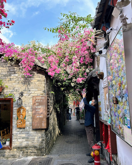 深圳の観光地、甘坑古鎮の三角梅
