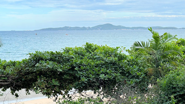 �p�^���̃L���x�[�W�A���h�R���h�[���Y����̒���